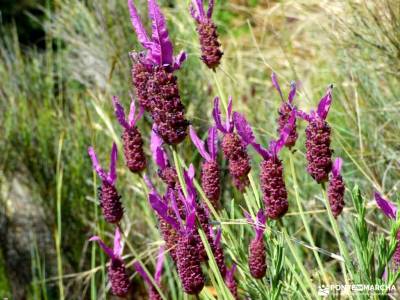 Cerezos flor_Valle del Jerte;parque natural gorbeia ruta sierra madrid senderismo definicion